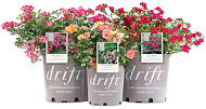 Drift Roses